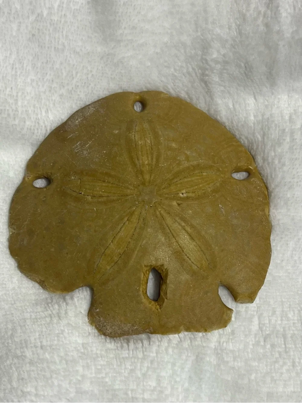 Natural Keyhole Sand Dollar Shell Beach Ocean Coastal Decor Collectible 4-5 In